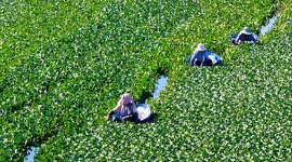 China: Water Chestnut Harvest in Huai'an
