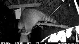 Raccoon Unties Rope and Moves It Out of the Way