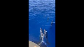 Dolphins Swim In Front of Ship's Bow