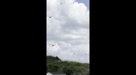 Thousands of Dragonflies Swarm Rhode Island Beach