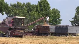 Uzbekistan's grain production increases by 6.6 pct in H1