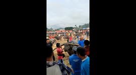 Buffalo's seriously long horns impress festivalgoers in Indonesia