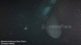 British diver swims alongside huge, prehistoric shark rarely seen alive