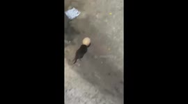 Mouse runs around with its head stuck in an eggshell