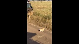 Adorable moment lion cub shows off tiny roar in response to mum telling him off