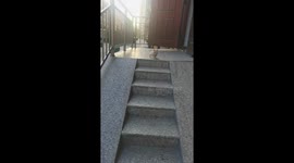 Playful puppy slides down marble steps ramp