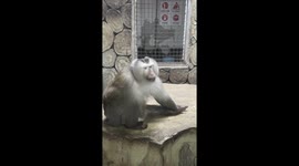 Theatrical monkey entertains onlookers at zoo in China