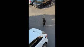 Black bear spotted in Gatlinburg parking lot