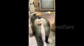 Charming monkey strikes poses at park becoming an internet sensation in southern China