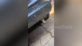Kitten rescued after getting trapped in the frame of a car