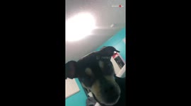 Pampered pup throws a fit when he hears the word 'No'