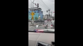 Clever stray dog knows how to wait at traffic lights