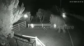 Wild elephant walks into resort in Thailand