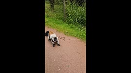 Family encounters a clingy lemur while exploring South Lake Safari Zoo