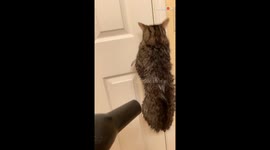 Cat clings to door handle in hilarious attempt to escape blow-drying session after bath