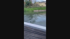 Swan chases speed boat in Bath, UK