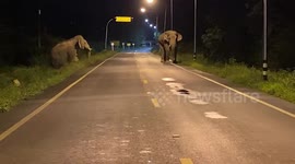 Wild elephants wander into road in blocks traffic