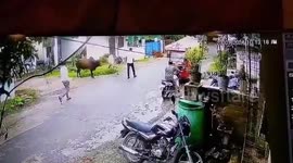 Stray bull attacks man in central India