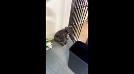 Dog causes mayhem by shredding rubber gloves while mom is away