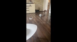 Cat is on a LITERAL roll while playing with soccer ball at home