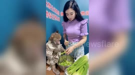 Clever baboon in north China goes viral