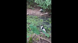 Two dogs team up to catch and pin reptile in Kamphaeng Phet, Thailand