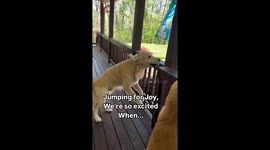 Dogs' excitement for neighbor's visit captured in video