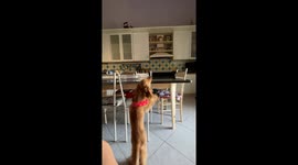 Dog performs impressive trick with stretchy string in Portici, Italy