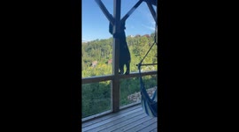 Bear spotted on cabin porch in Gatlinburg, Tennessee