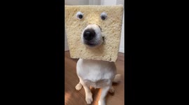 Owner plays with dog using foam and food in Ravenna