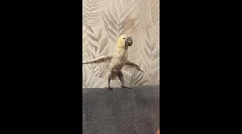 Cockatoo Stretches His Wings