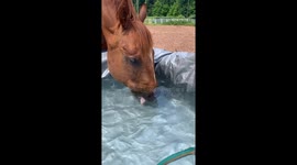 Horse Drinks High Quality H2O