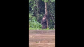 Wild bear scratches his back on tree trunk