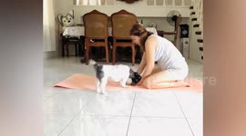 Pet dog copies owner's yoga poses on the floor