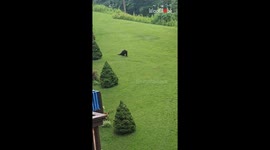 Flower garden hosts a playful bear rolling in the grass