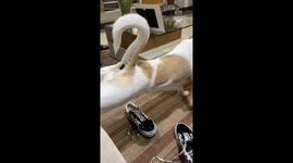 Dog Takes a Leak On Mom's Shoes
