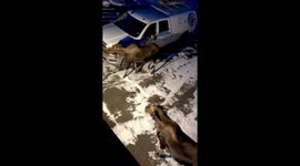 Two Female Moose Fight Over Territory