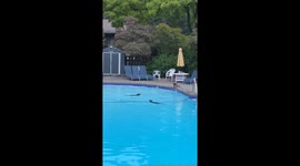 Two raccoons having a morning pool party (including a belly flop!) while mom (I believe) looks on. Video taken in North Vancouver, BC.