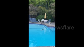 TikToker captures raccoon pool party early morning