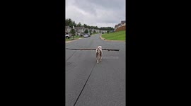 Dog Carries Big Stick on Walk