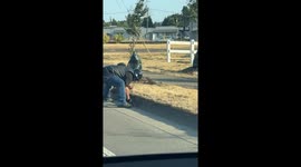 Biker Rescues 10 Baby Ducks Stuck on the Road
