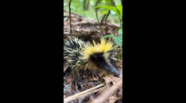 Lowland Streaked Tenrec Makes Rare Stridulation Sounds