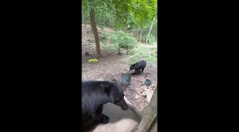 Black Bear Vocally Protects Her Territory
