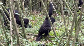 Baby Mountain Gorilla Makes Himself Dizzy