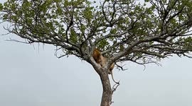 Lion Carefully Climbs Down Tree