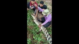 Residents in Indonesia rescued a crocodile trapped in a village and released it into its habitat