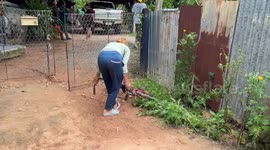 Pet American Bully devil dogs maul pensioner, 70, to death in Thailand