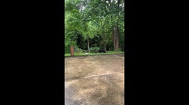 Two bears square off in front of shocked tourists