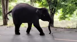 Amputee elephant walks with 'world's strongest prosthetic leg' in Thailand