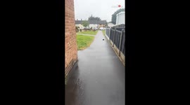 Woman interacts with gentle deer during her tranquil rain walk